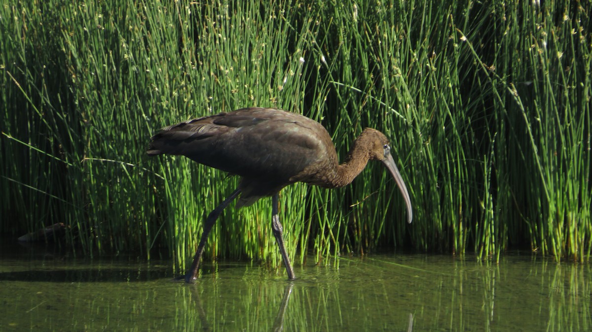 Glossy Ibis - ML642520537