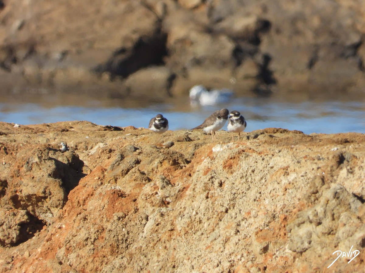 Common Ringed Plover - ML642520538