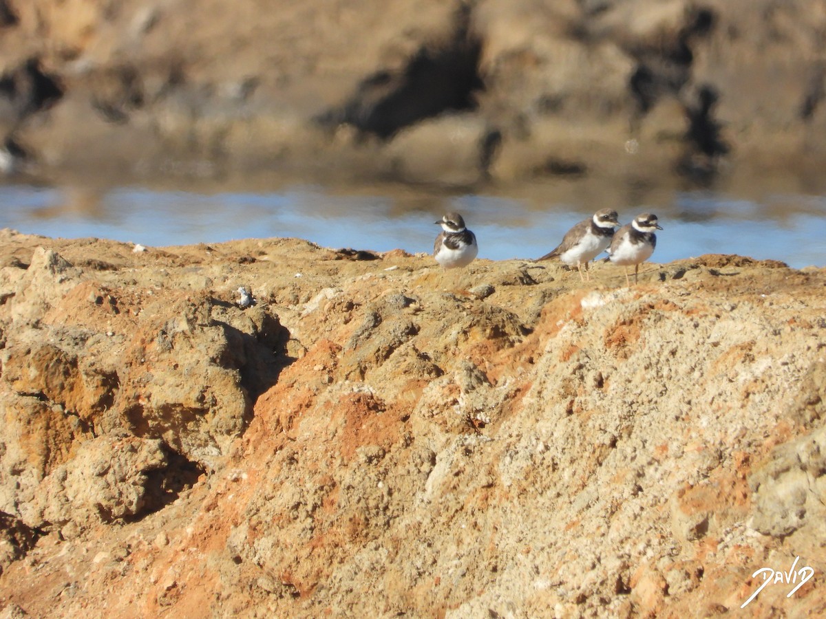 Common Ringed Plover - ML642520539