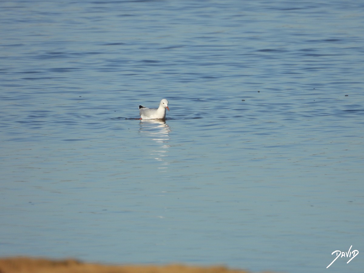 Slender-billed Gull - ML642520540