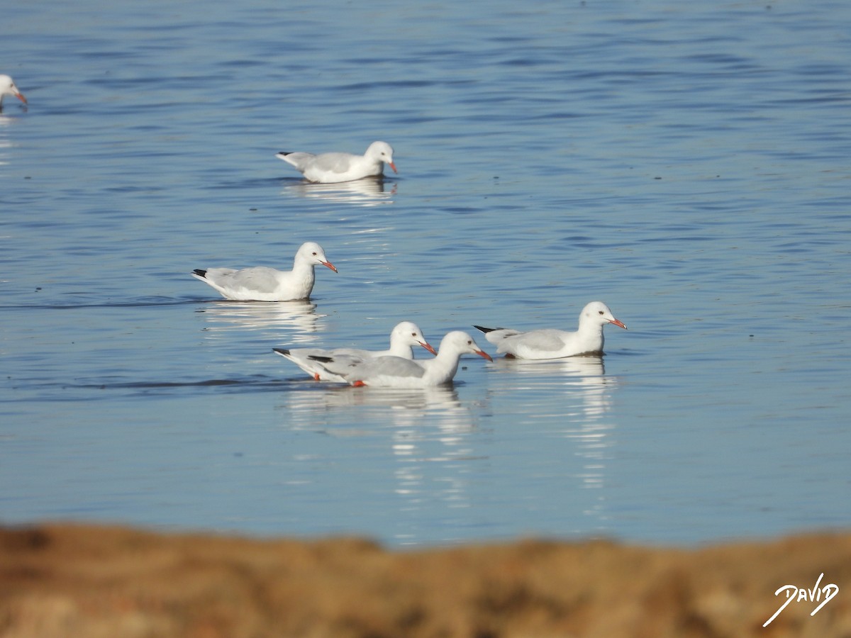 Slender-billed Gull - ML642520541