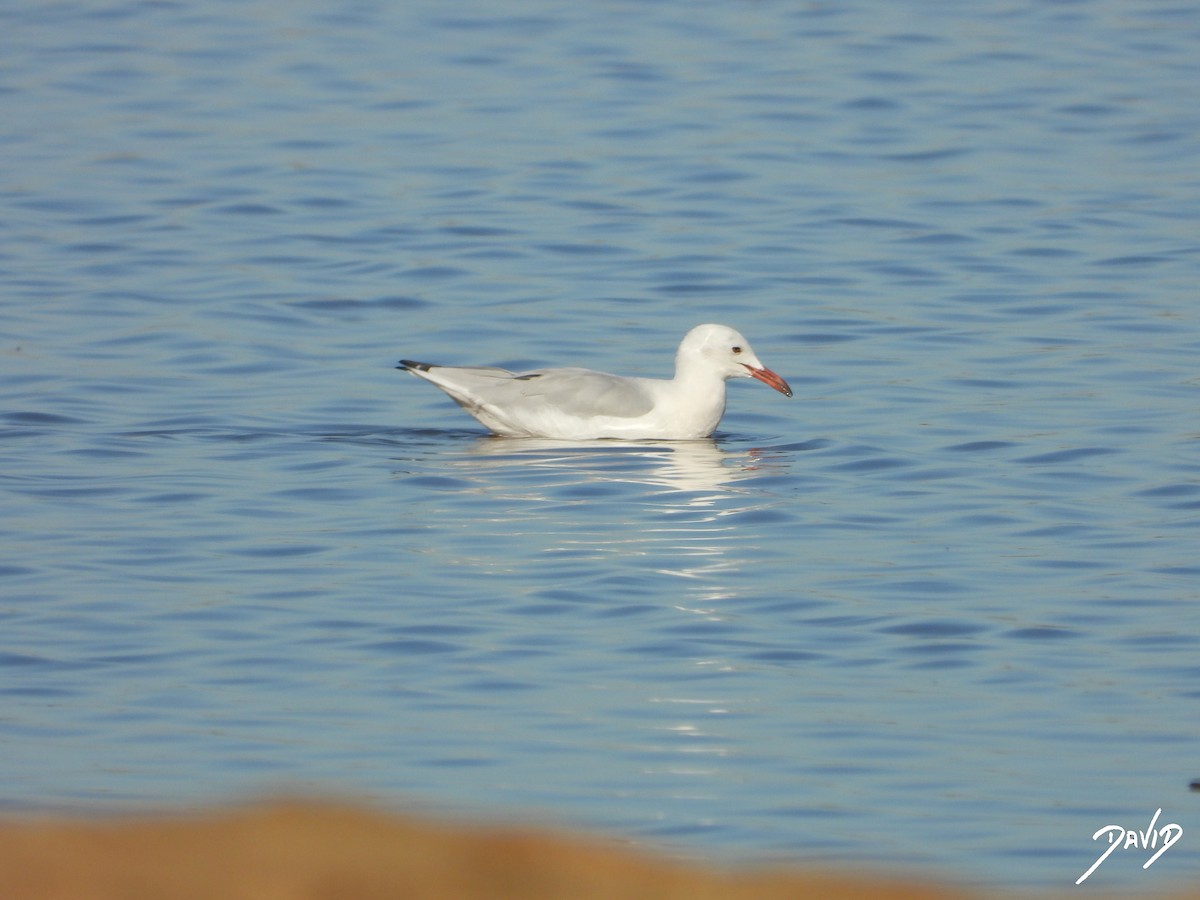 Slender-billed Gull - ML642520542