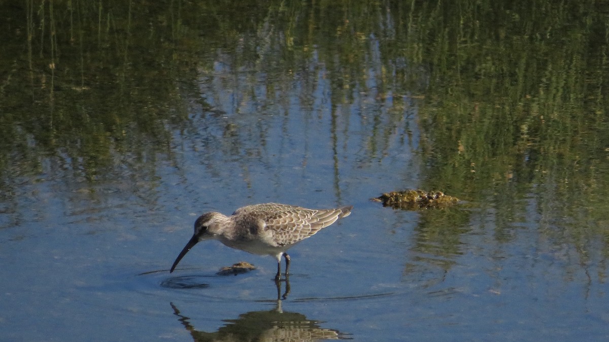 Curlew Sandpiper - ML642520543