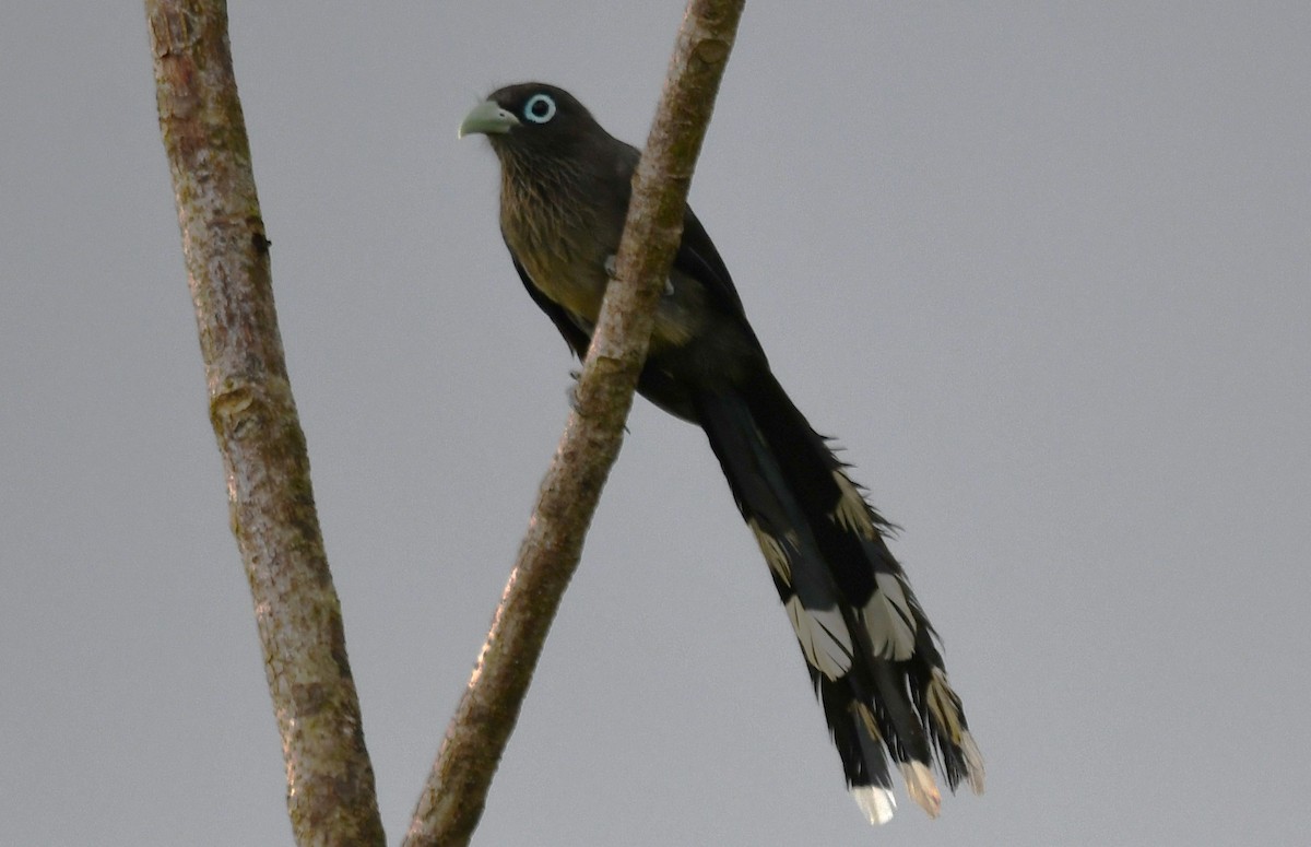 Blue-faced Malkoha - ML642520552