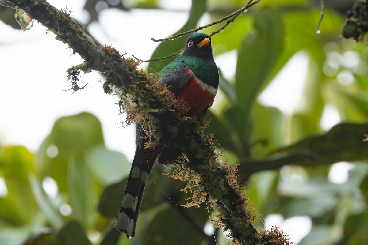 masketrogon - ML642520616