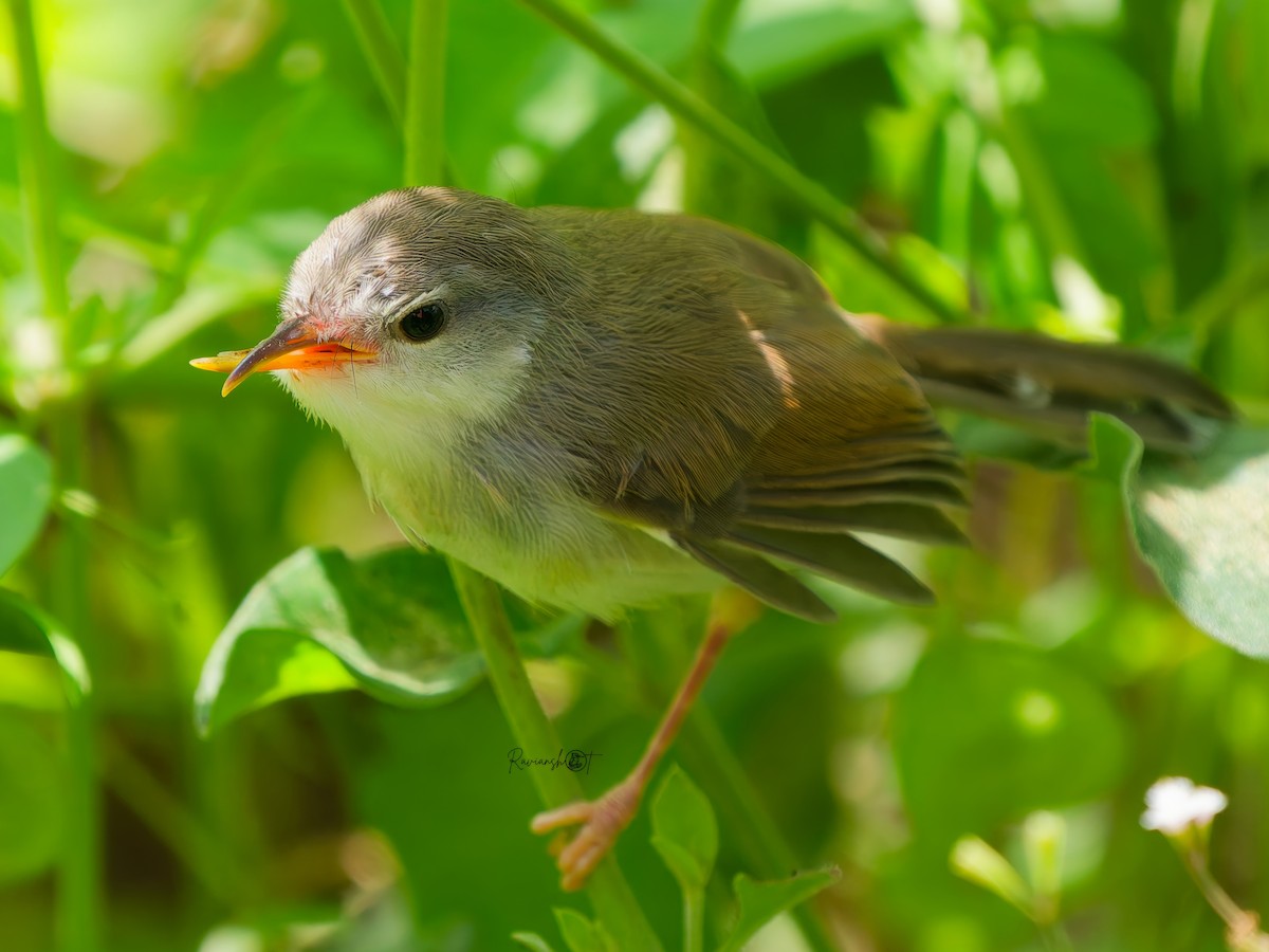 Gray-breasted Prinia - ML642520651