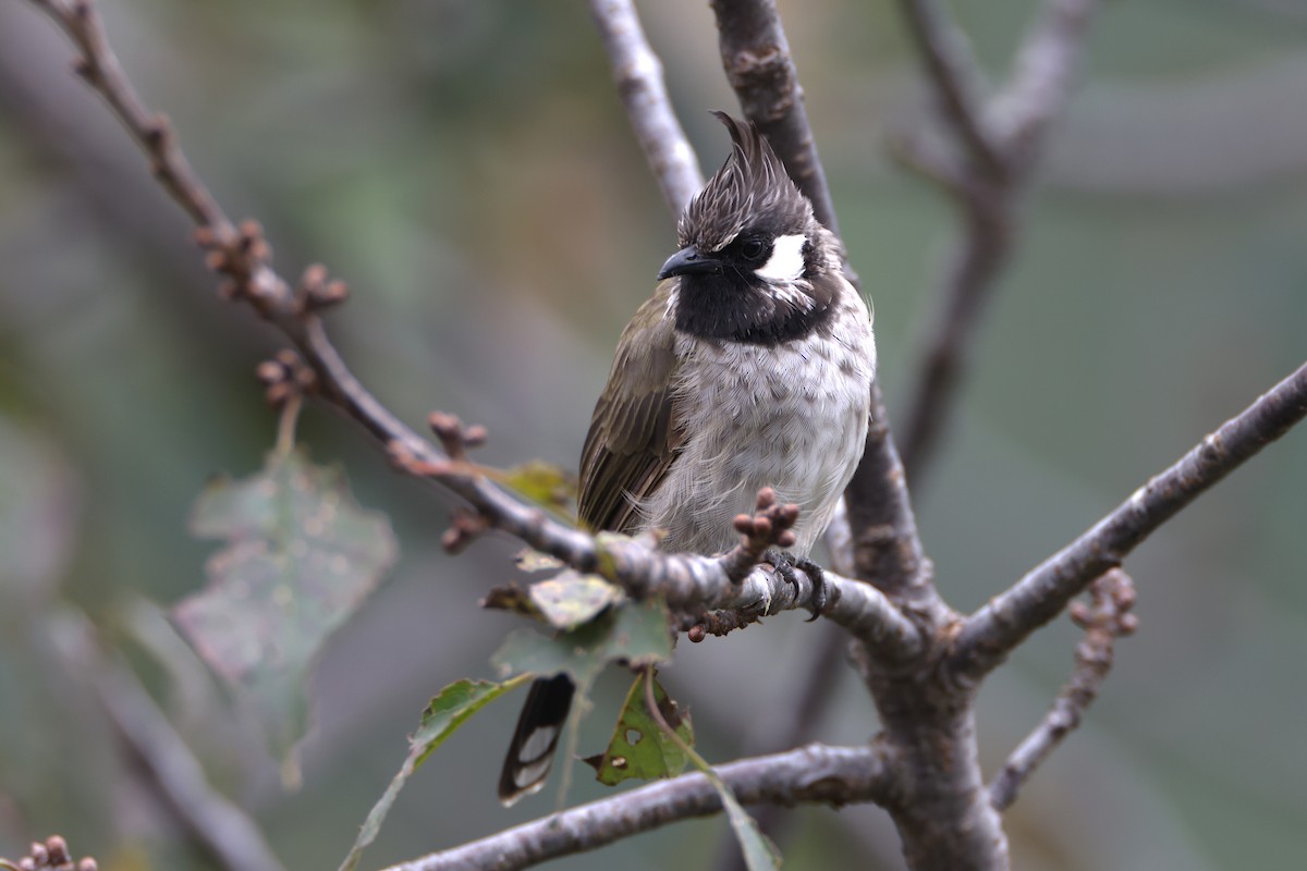 Himalayan Bulbul - ML642520665