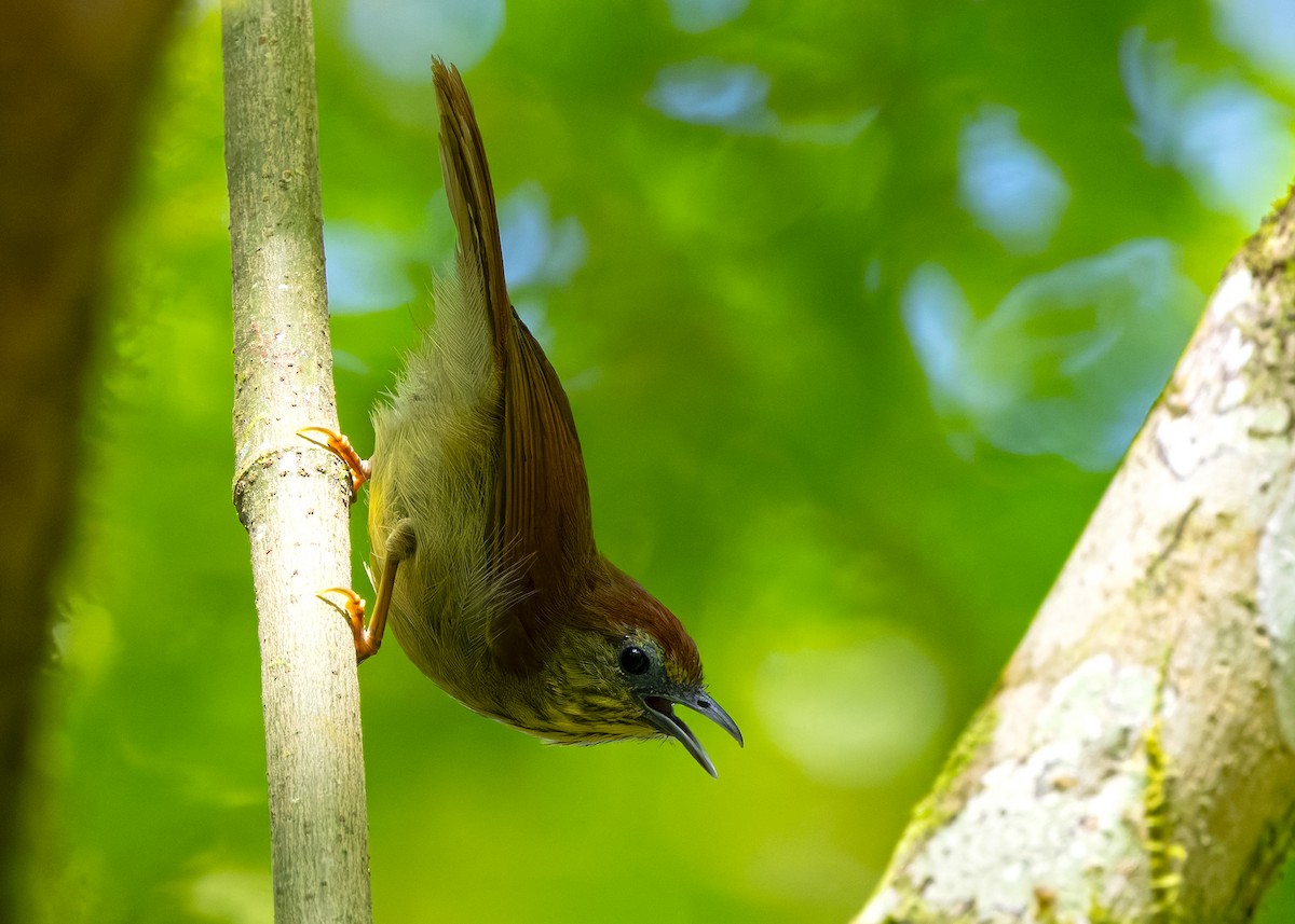 Pin-striped Tit-Babbler (Pin-striped) - ML642520684