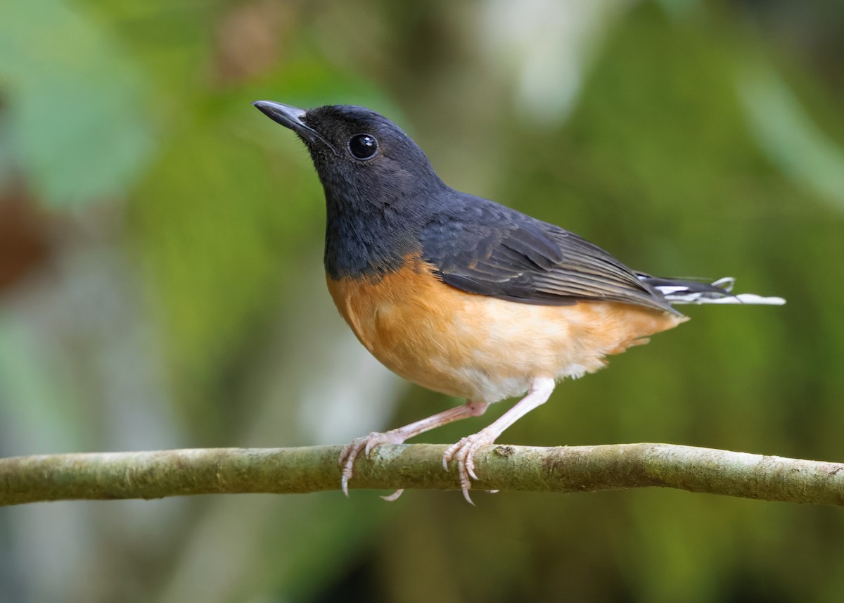 White-rumped Shama (White-rumped) - ML642520686