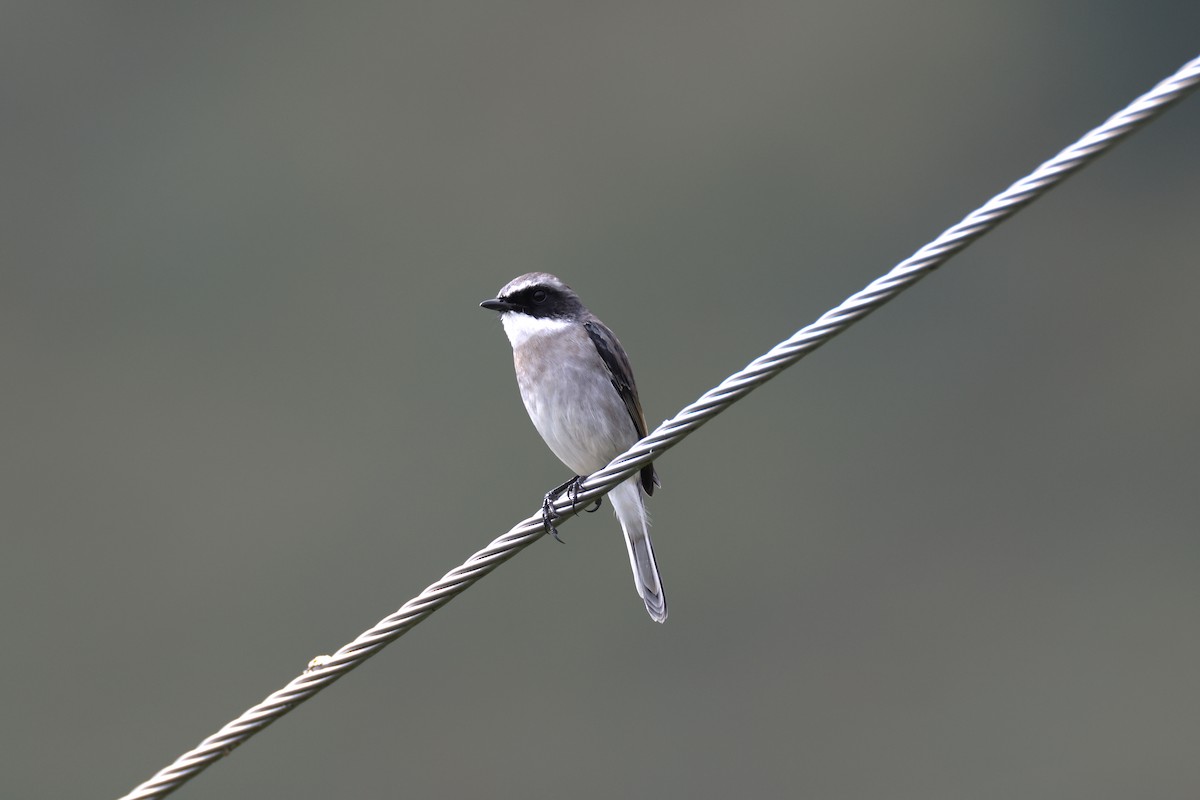 Gray Bushchat - ML642520693
