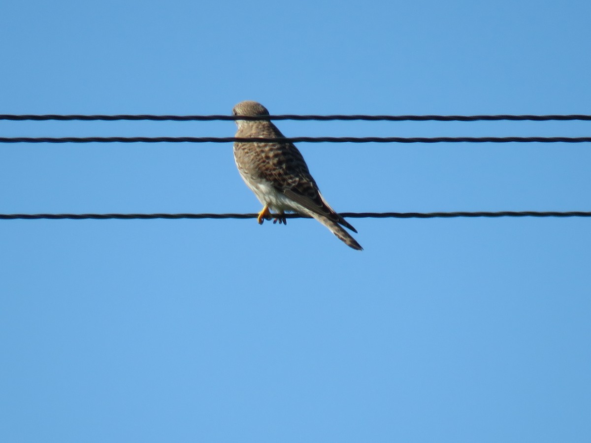 Eurasian Kestrel - ML642520695