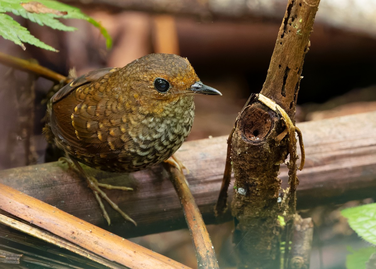 Pygmy Cupwing - ML642520707