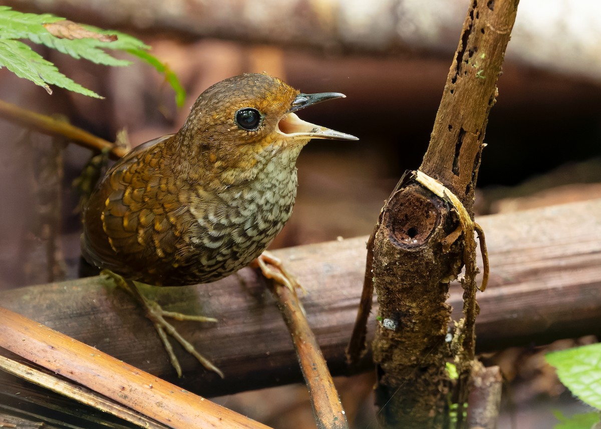 Pygmy Cupwing - ML642520708