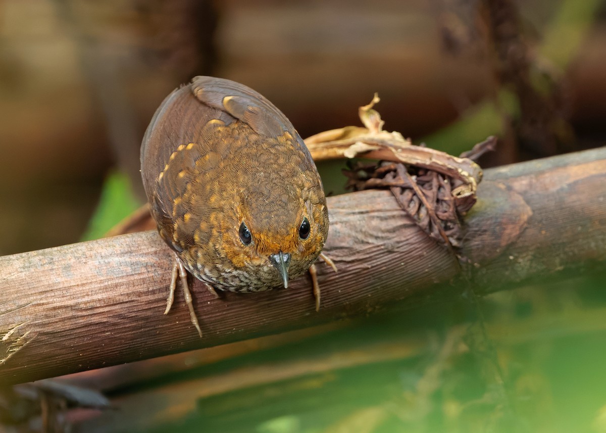 Pygmy Cupwing - ML642520709
