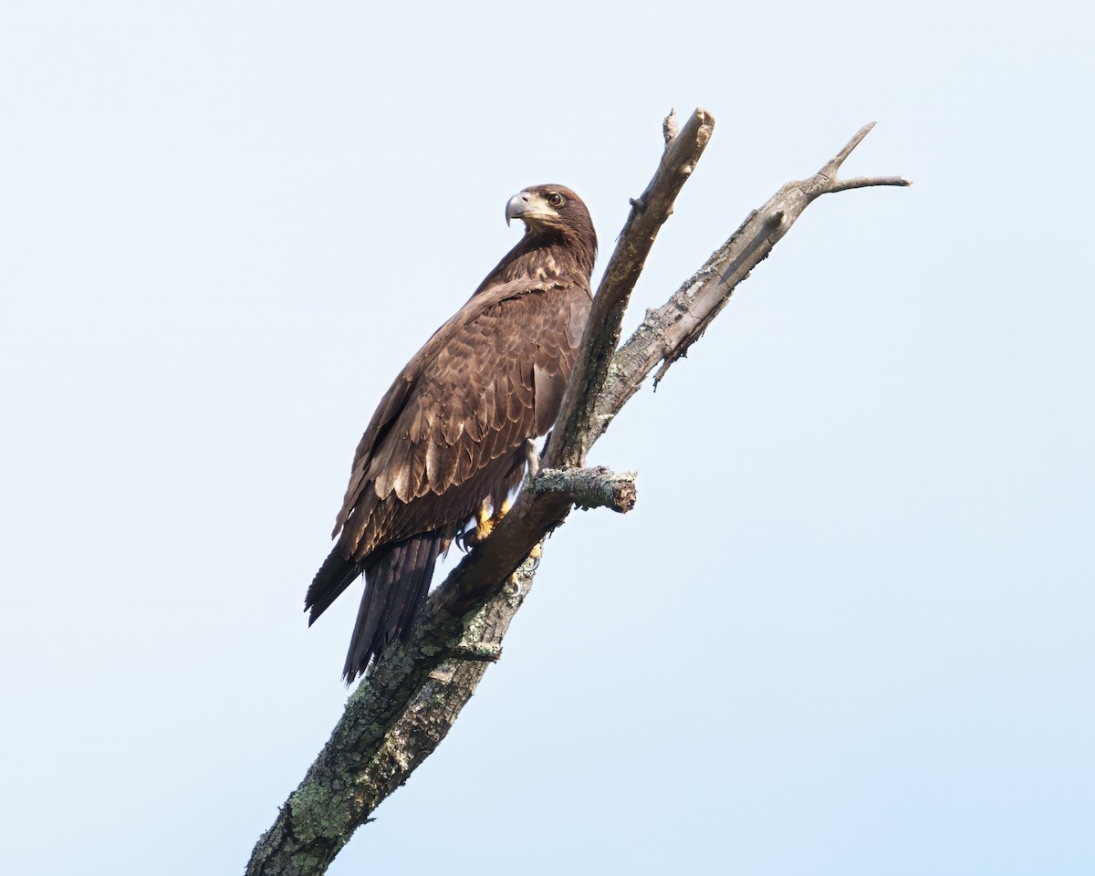 Bald Eagle - ML642520758