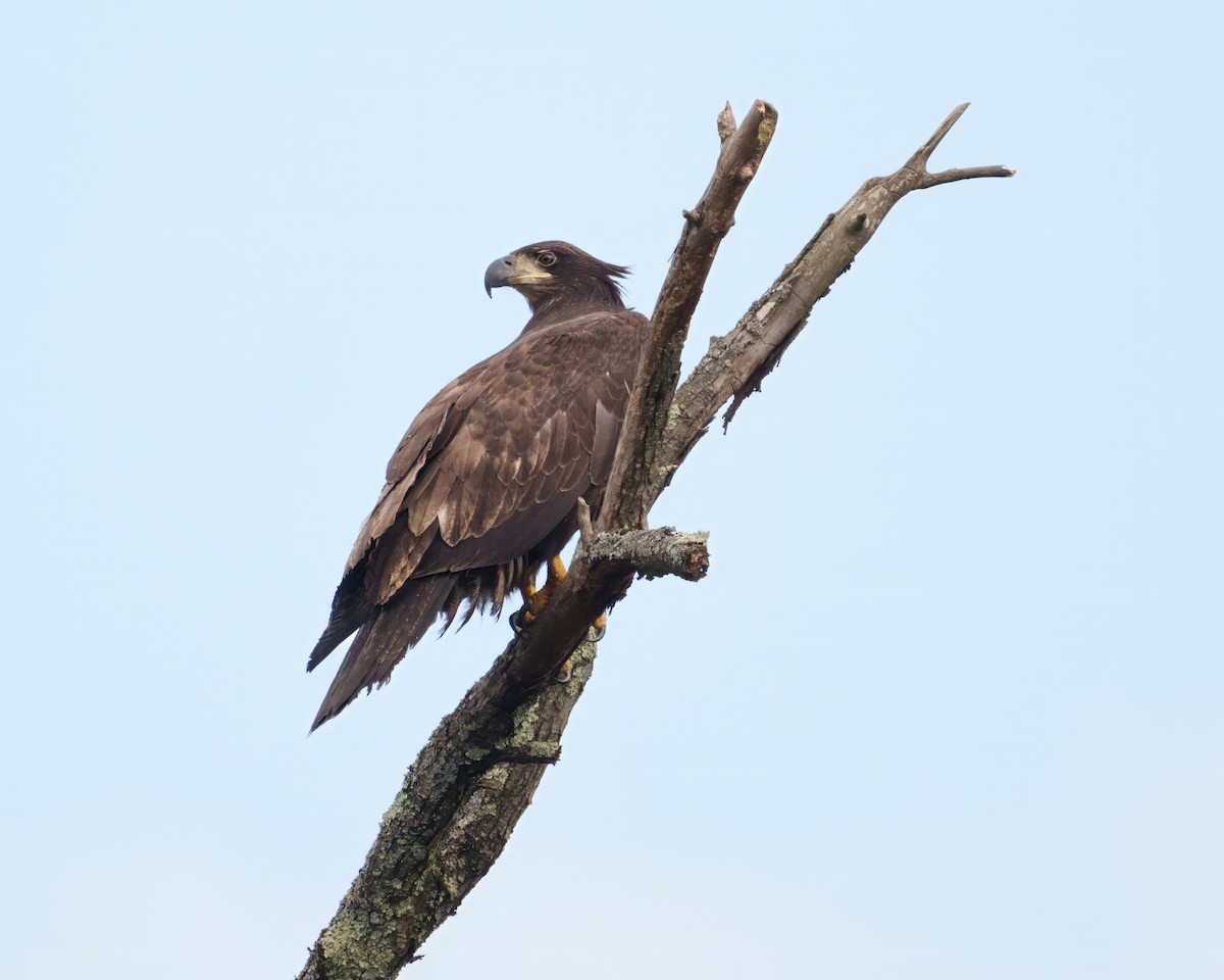 Bald Eagle - ML642520763
