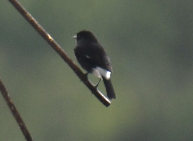 Pied Bushchat - ML642520778