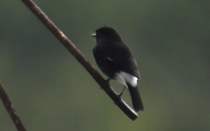 Pied Bushchat - ML642520783