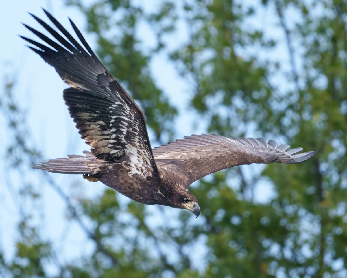Bald Eagle - ML642520786