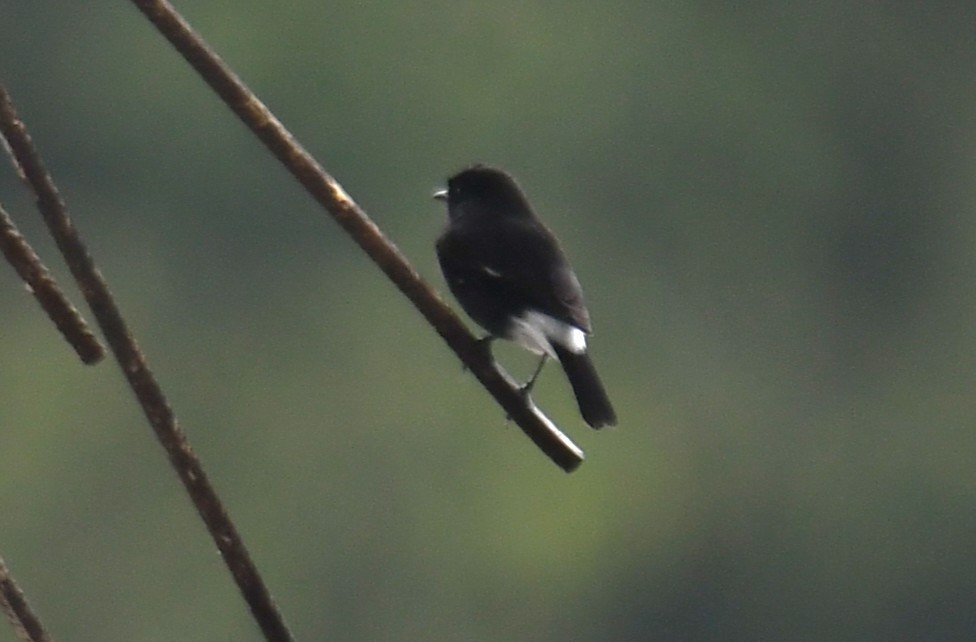 Pied Bushchat - ML642520789