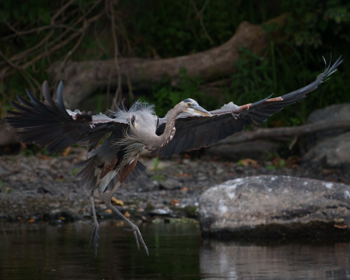 Great Blue Heron - ML642520800