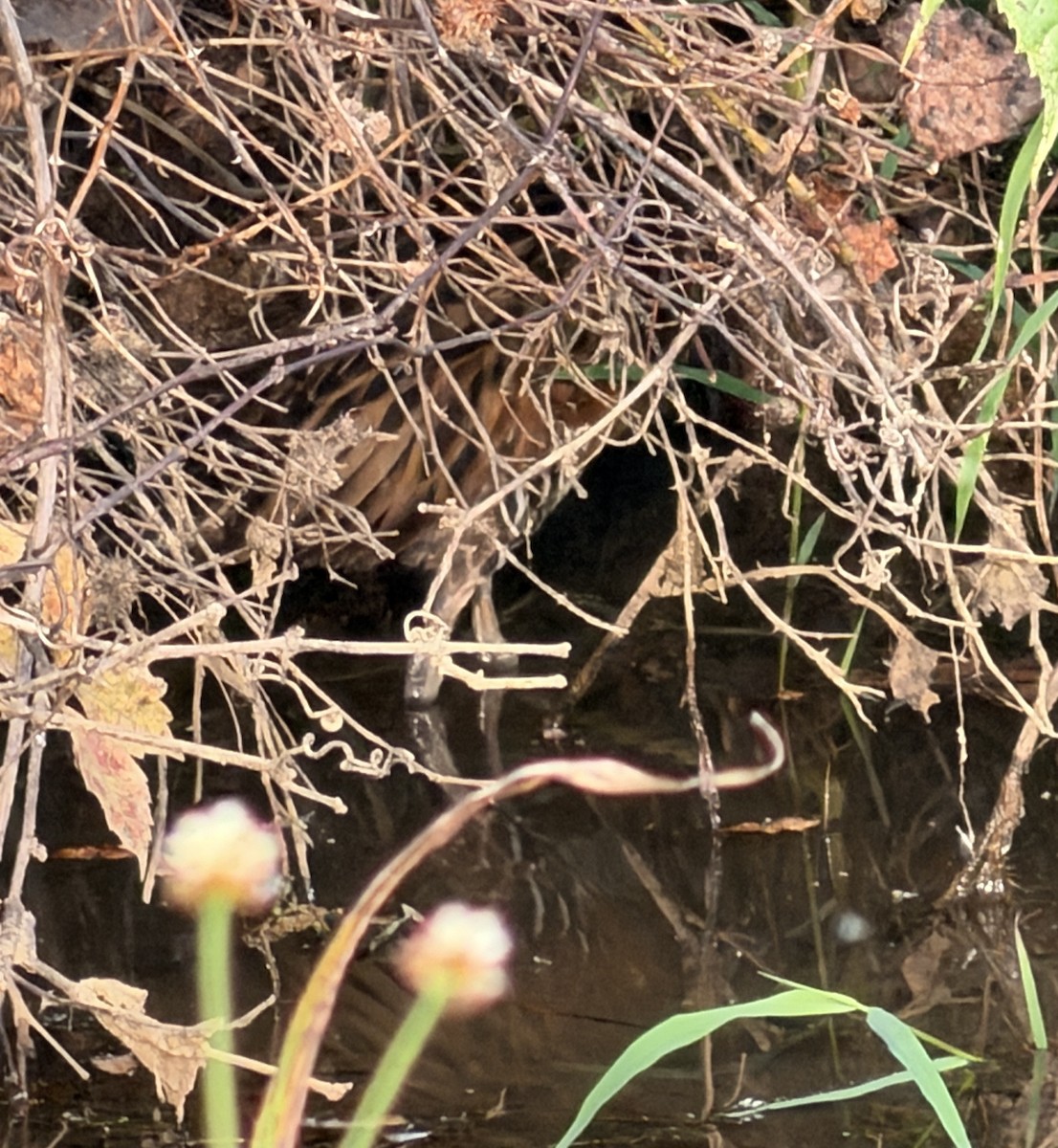 King Rail - ML642520802