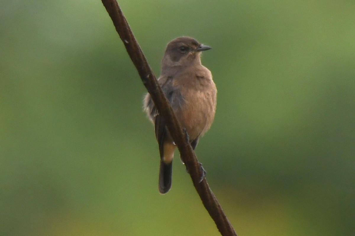 Pied Bushchat - ML642520803