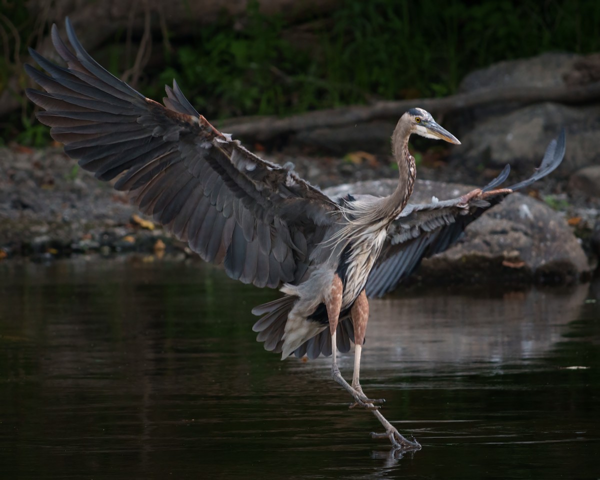 Great Blue Heron - ML642520805