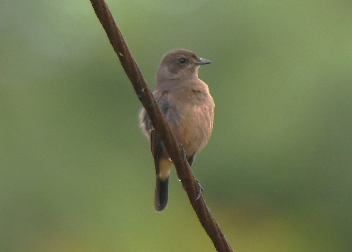 Pied Bushchat - ML642520809
