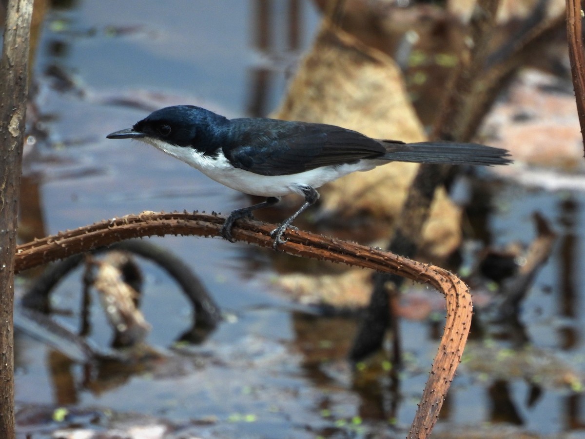 Paperbark Flycatcher - ML642520811
