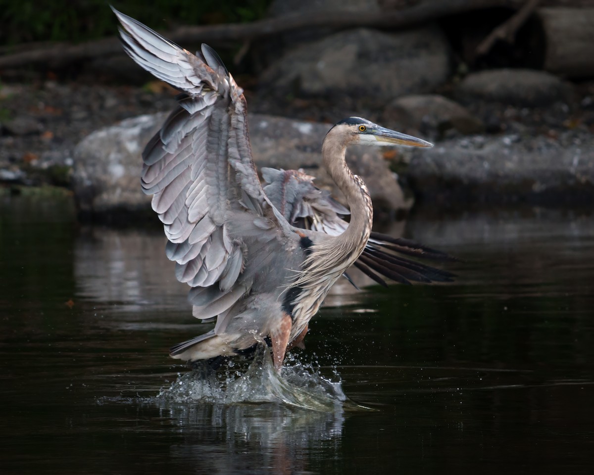 Great Blue Heron - ML642520812