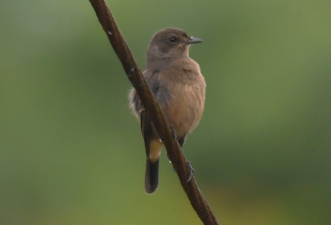 Pied Bushchat - ML642520813