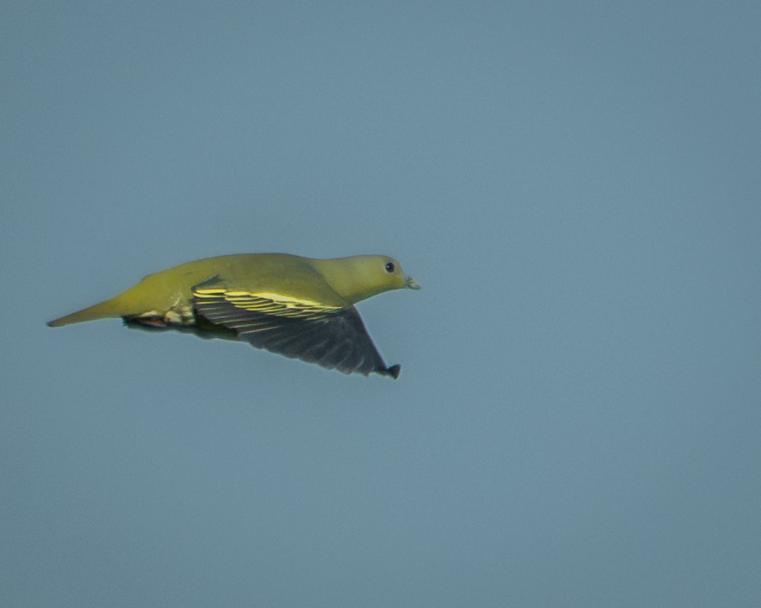 Gray-fronted Green-Pigeon - ML642520816