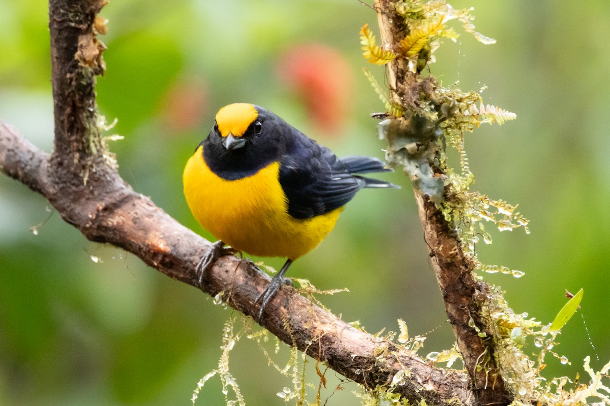Orange-bellied Euphonia - ML642520819
