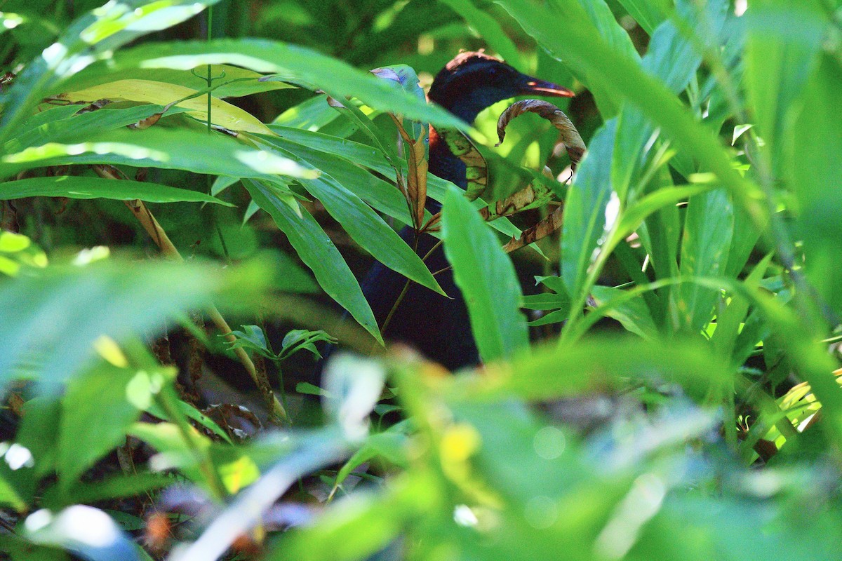 Roviana Rail - ML642520821