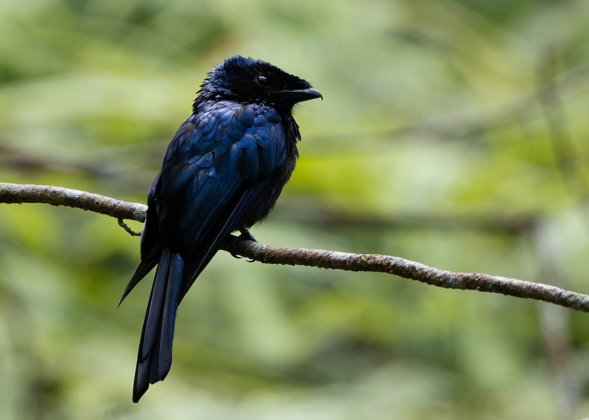 Lesser Racket-tailed Drongo - ML642520822