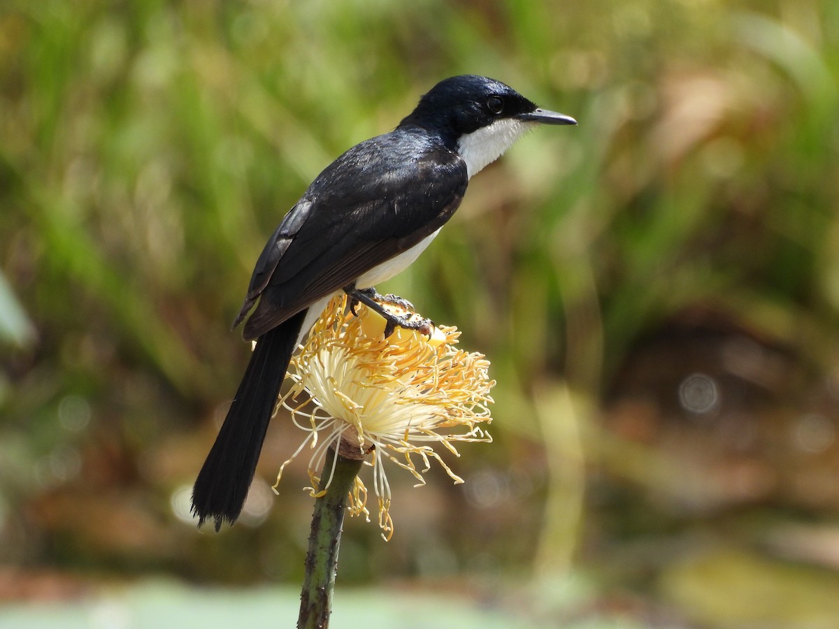 Paperbark Flycatcher - ML642520825
