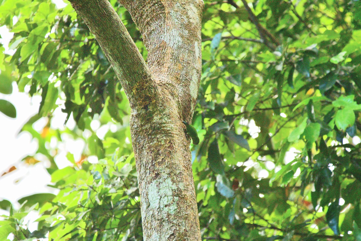 Finsch's Pygmy-Parrot - ML642520826