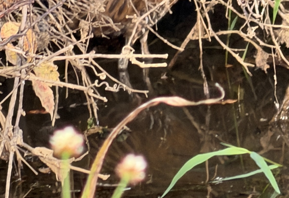 King Rail - ML642520839