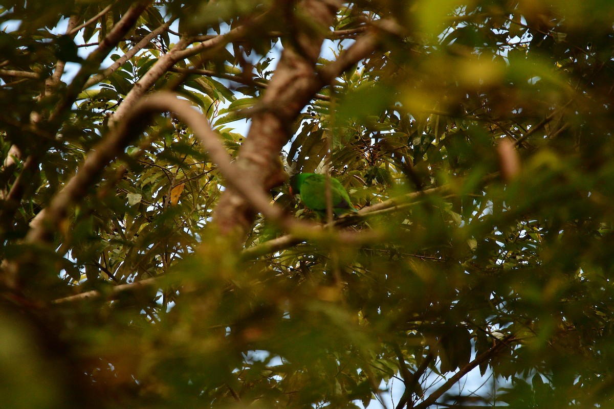 Papuan Eclectus - ML642520856