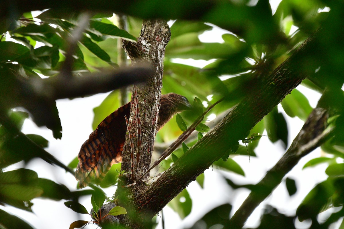 Buff-headed Coucal - ML642520884