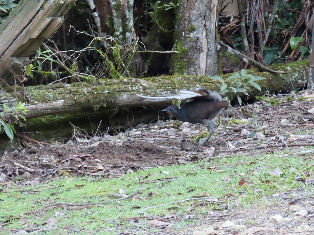 Superb Lyrebird - ML642520890