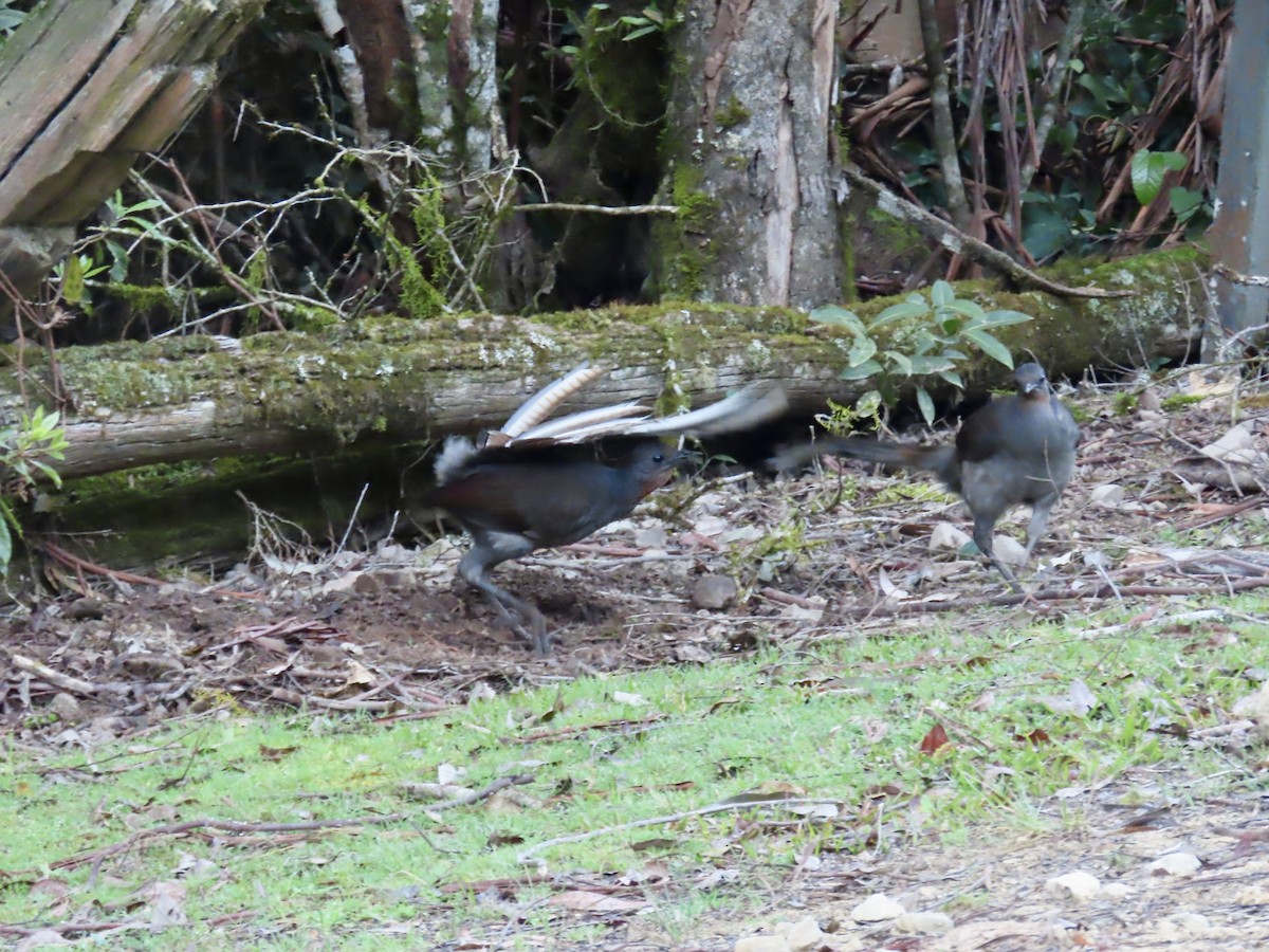 Superb Lyrebird - ML642520891