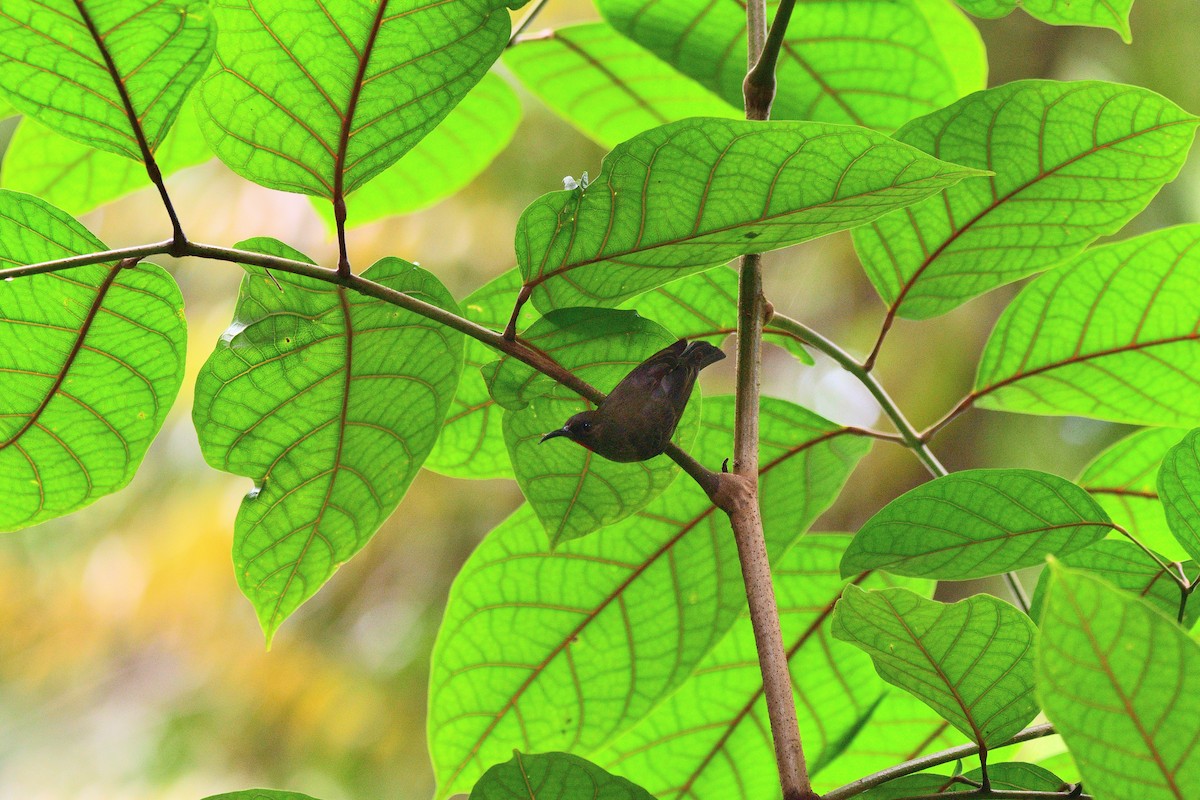 Yellow-vented Myzomela - ML642520899