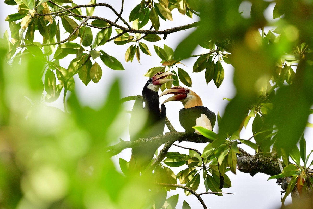 Blyth's Hornbill - ML642520914