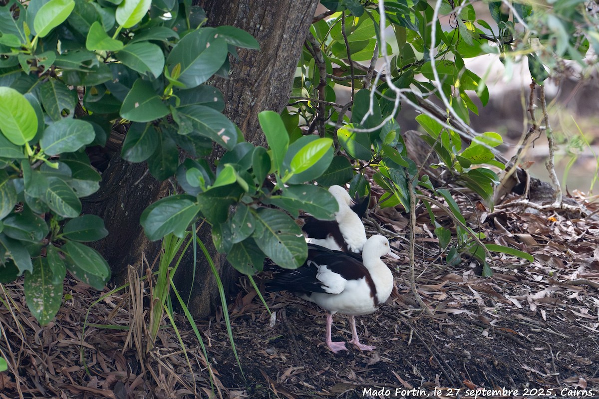 Radjah Shelduck - ML642520920