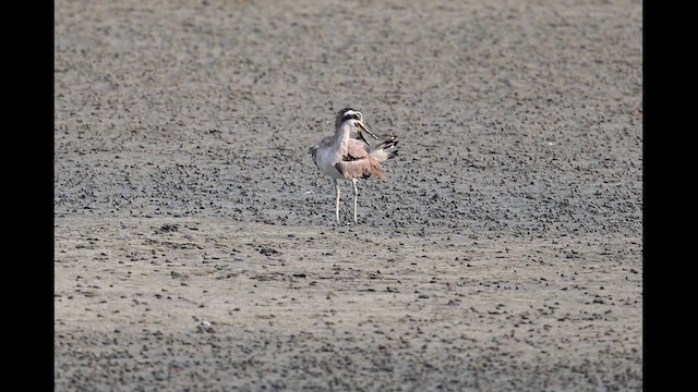 Great Thick-knee - ML642520974