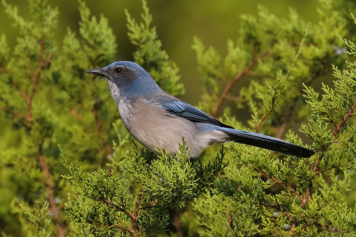 Woodhouse's Scrub-Jay - ML642521000