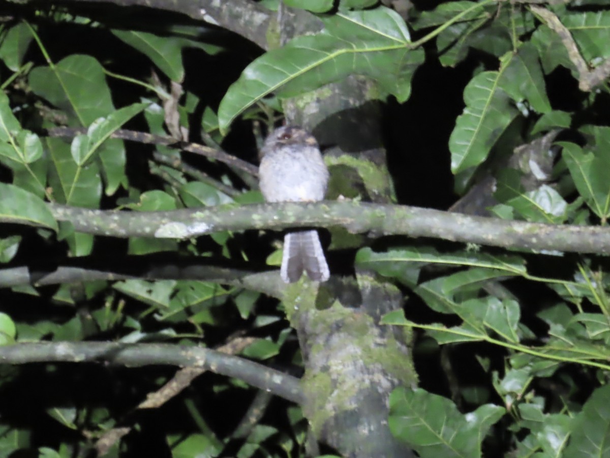 Australian Owlet-nightjar - ML642521026