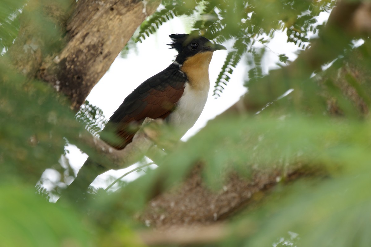 Chestnut-winged Cuckoo - ML642521027